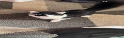 Mixed Breed cats for sale: Black and white 5 month old kitten  in Warrington - Advert 7
