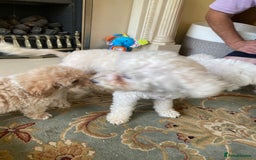 Poochon dogs for sale: Stunning Toy Poochon’s Boys - Image 7