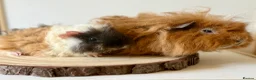 Guinea Pig rodents for sale: 2 pairs of boars  - Advert 3