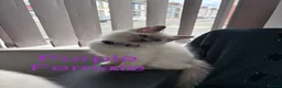 Ragdoll cats for sale: 5 Ragdoll Kittens For Sale - Advert 10