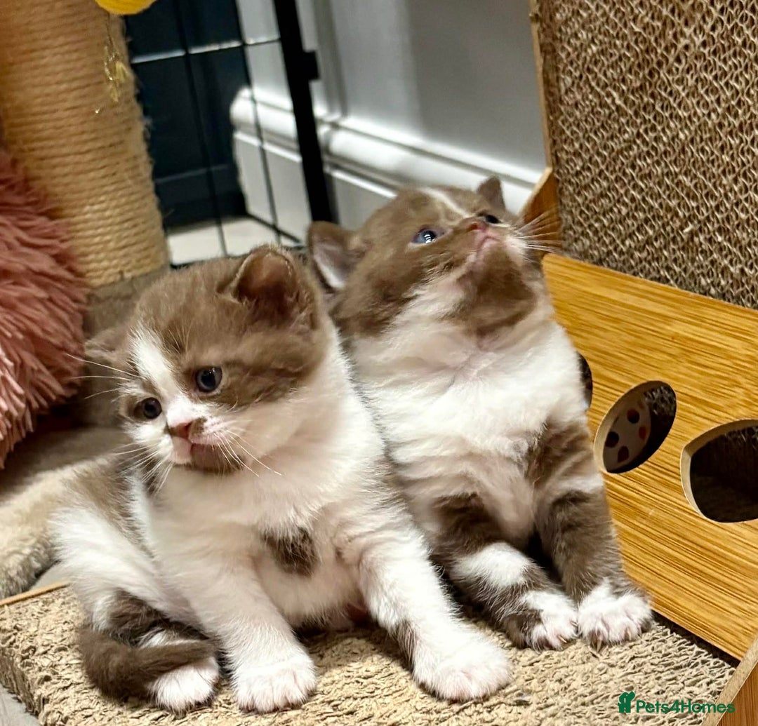 British Shorthair cats for sale: Luxury British Short-Choc& Bi-Coloured|07988240877 - Advert 16