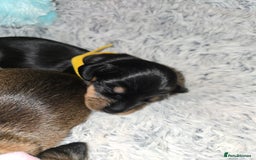 Miniature Dachshund dogs for sale: Miniature Dachshunds Seeking Forever Homes - Image 30
