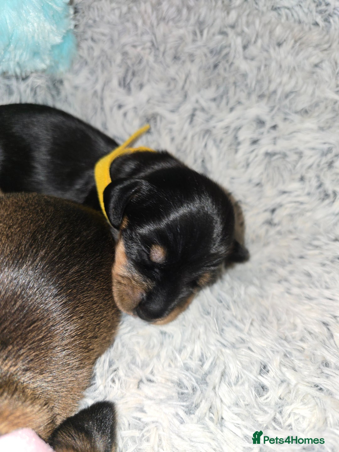 Miniature Dachshund dogs for sale: Miniature Dachshunds Seeking Forever Homes - Image 30