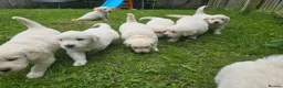Golden Retriever dogs for sale: Golden Retriever Puppies  - Advert 26