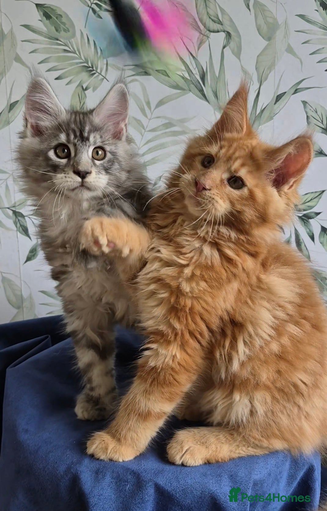 Maine Coon cats Affectionate pedigree boys  - Advert 17