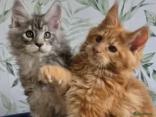 Maine Coon cats Affectionate pedigree boys - Advert 17