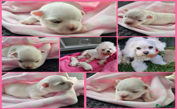 Maltese dogs - Advert 10