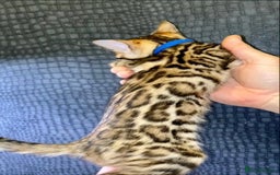 Bengal cats for sale: Top quality pure Bengal kittens available now - Image 1