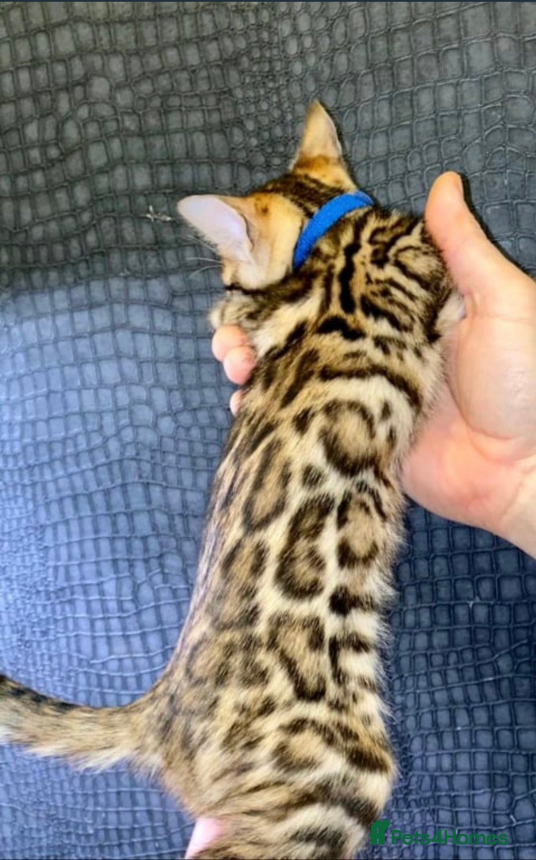 Bengal cats for sale: Top quality pure Bengal kittens available now - Image 1