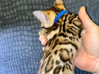 Bengal cats - Advert 21