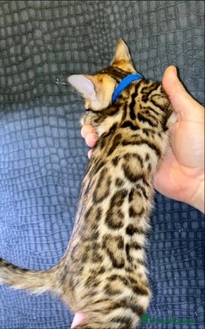 Bengal cats - Advert 9