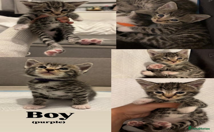 Bengal cats - Advert 14