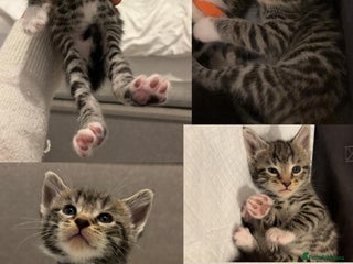 Mixed Breed cats - Advert 23