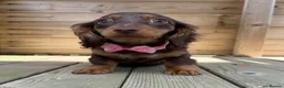 Miniature Dachshund dogs for sale: Stunning Longcoats 5 Star Reviews 5 Star Licensed - Advert 5