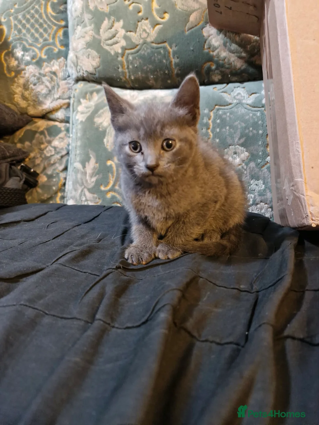 British Shorthair cats for sale: British Short Hair/ Maine Coon Cross - Advert 3