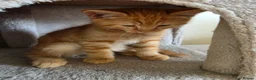 Ragdoll cats for sale: Beautiful ragdoll X - Advert 14
