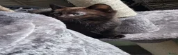 Mixed Breed cats for sale: Stunning kitten boys in Willenhall - Advert 12