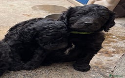 Goldendoodle dogs for sale: Golden doodles  - Image 17