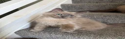 Ragdoll cats for sale: Tica Registered Mink Ragdolls - Advert 14