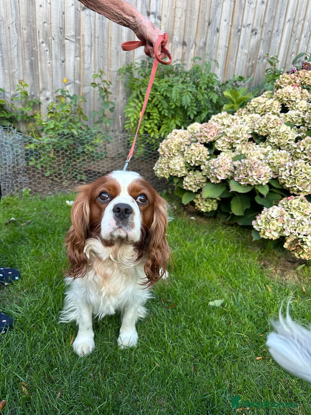 Cavalier King Charles Spaniel dogs for sale: Darcy  - Image 3