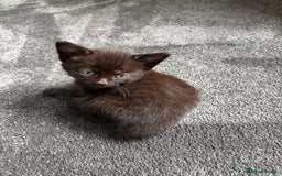 Mixed Breed cats for sale: Kittens  - Image 8