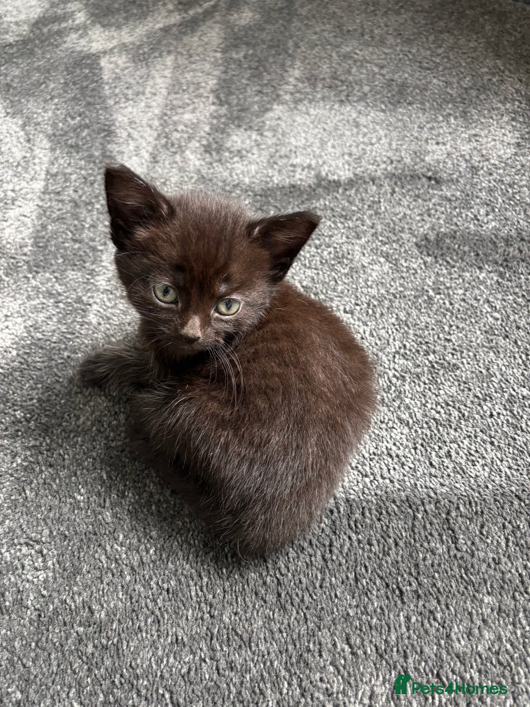 Mixed Breed cats for sale: Kittens  - Image 8