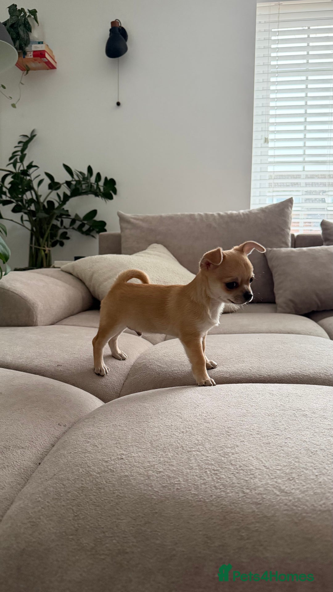 Chihuahua dogs for sale: Chihuahua boys / males  - Advert 7