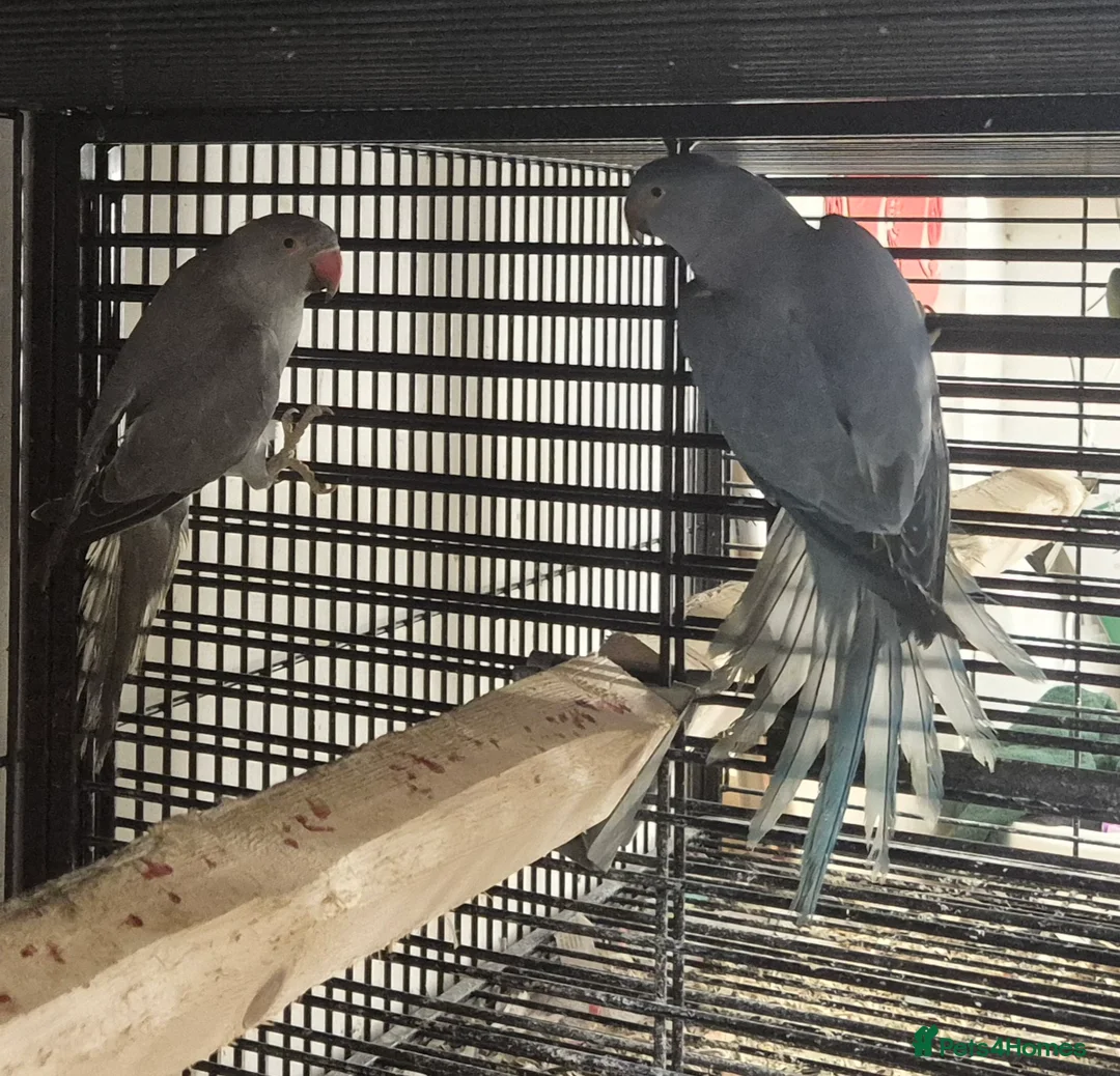 Mixed Breed birds for sale: Cage n aviary birds  - Advert 17