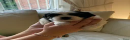 Malshi dogs for sale: Malshi puppies  - Advert 11