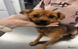 Mixed Breed dogs for adoption: Rose for adoption - Image 6