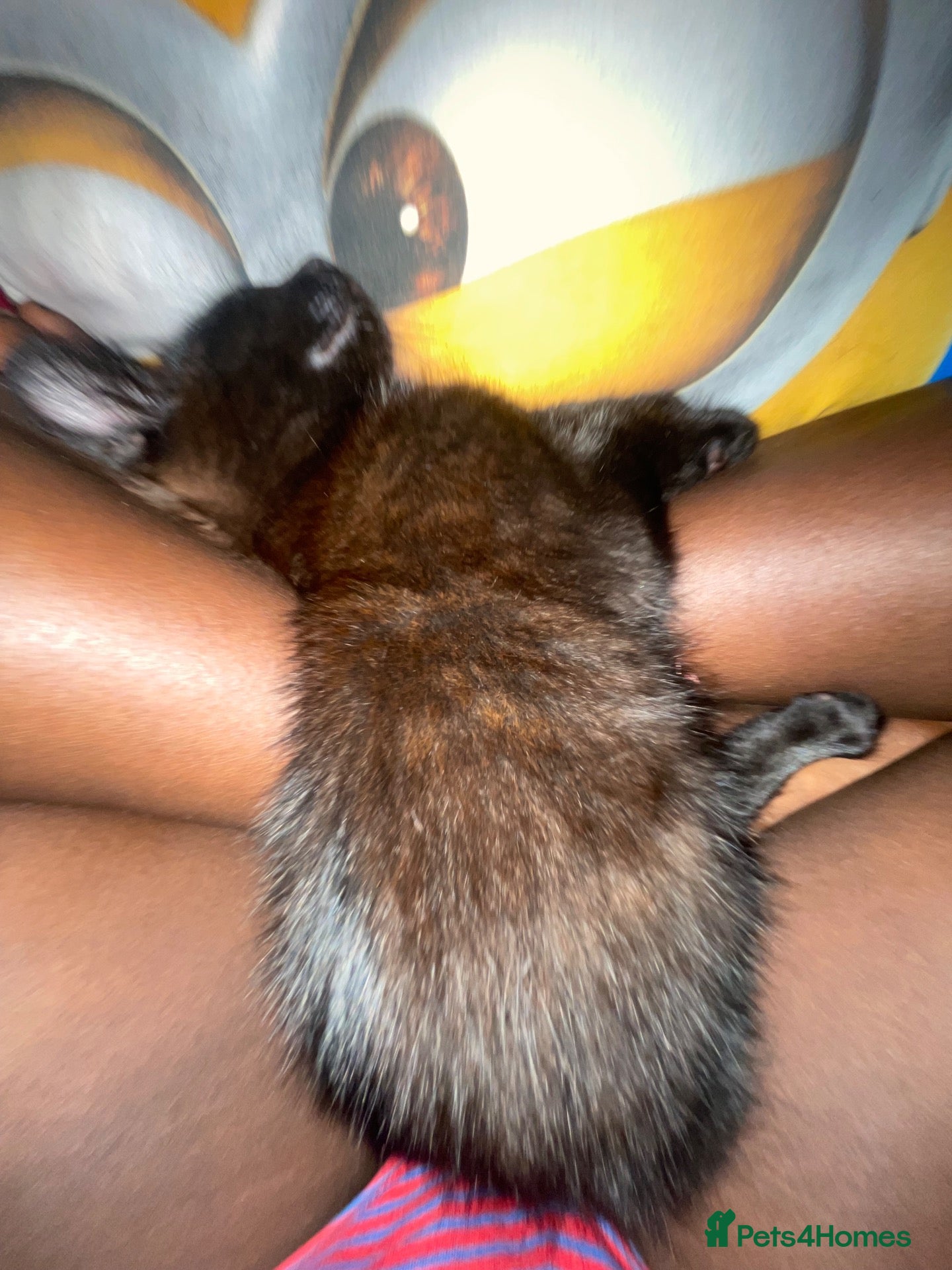 Mixed Breed cats very vocal female kitten - Advert 3