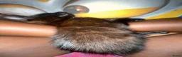 Mixed Breed cats for sale: very vocal female kitten in London - Advert 1