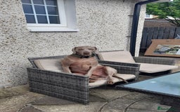 Weimaraner dogs for stud: GHOST Silver Weimeraner 3years Full Ped & Papers  - Image 8