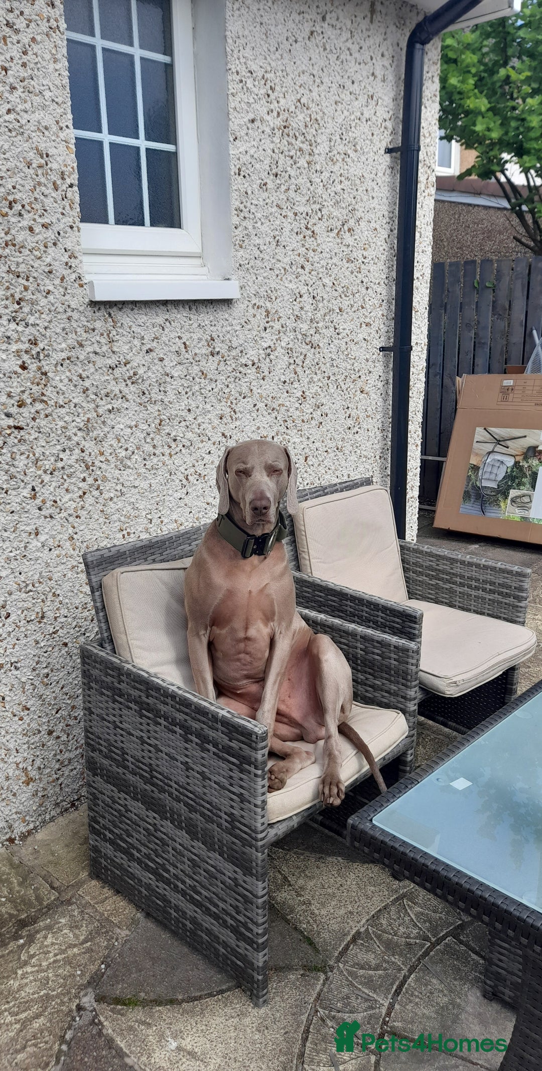 Weimaraner dogs for stud: GHOST Silver Weimeraner 3years Full Ped & Papers  - Image 8