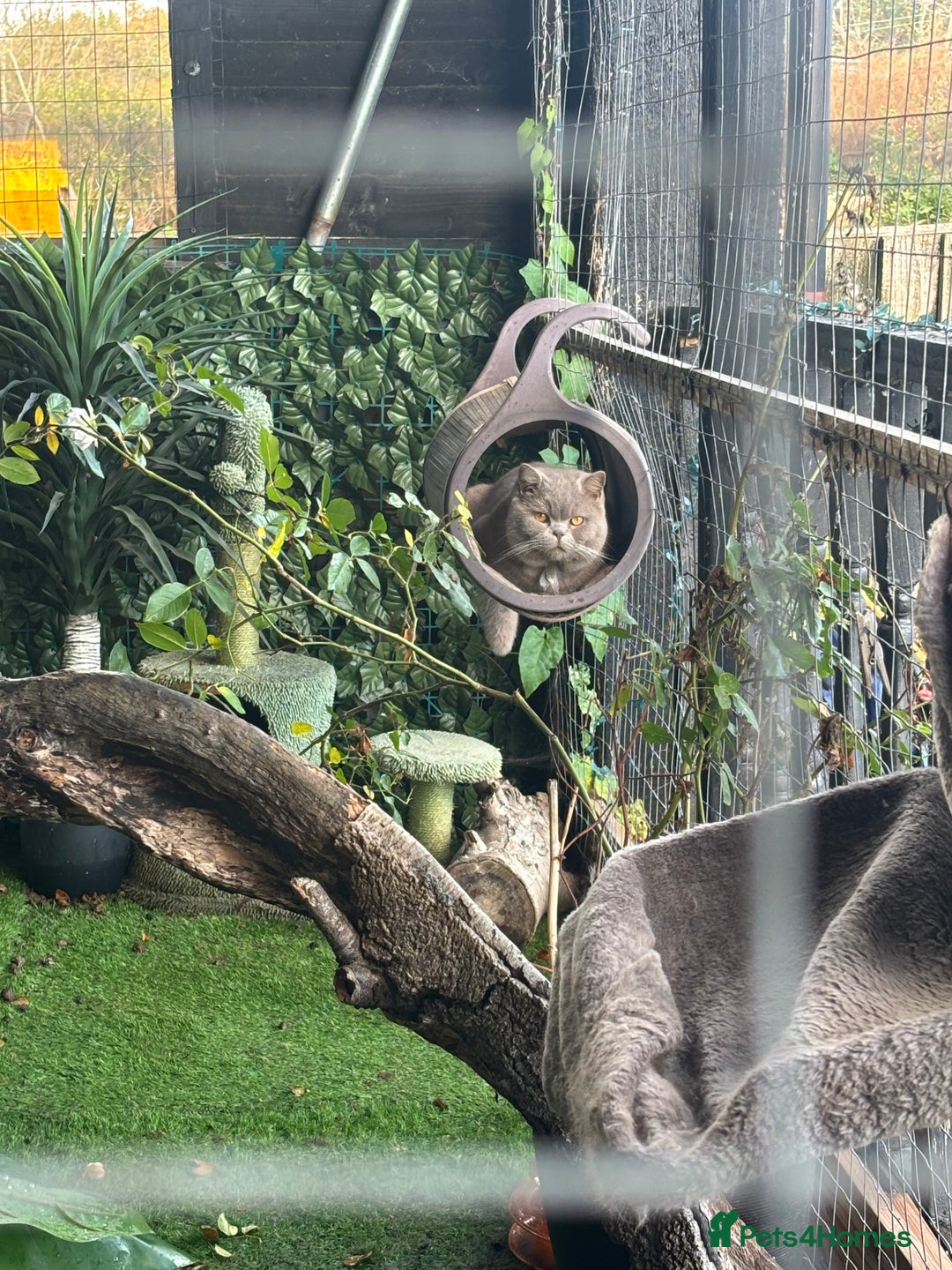 British Shorthair cats for stud: British shorthair proven stud - Advert 13