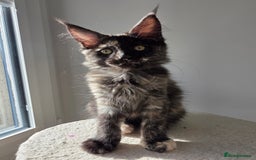 Maine Coon cats for sale: One TICA-Registered Maine Coon Kittens Available - Image 11