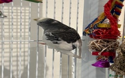 Budgerigars birds for sale: Bonded untamed budgies for sale - Image 9