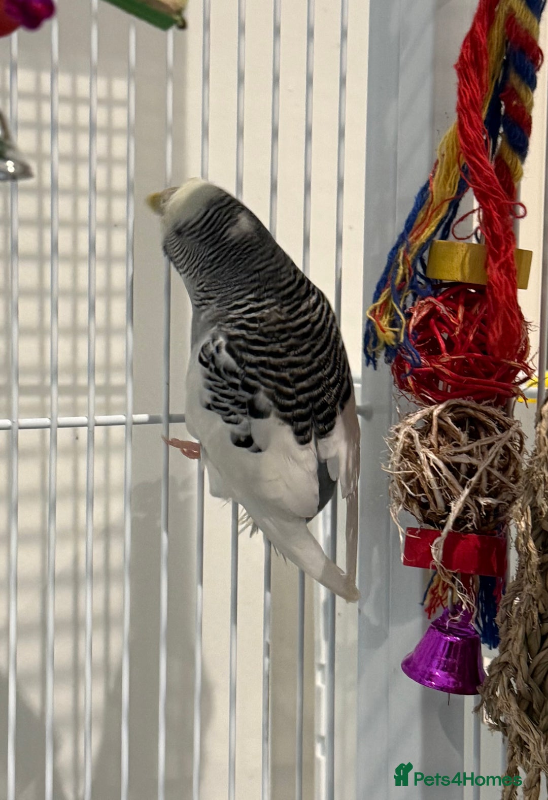 Budgerigars birds for sale: Bonded untamed budgies for sale - Image 9