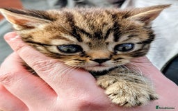 Mixed Breed cats for sale: Two Stunning Tabby Boys, Persian Chinchilla cross - Image 6