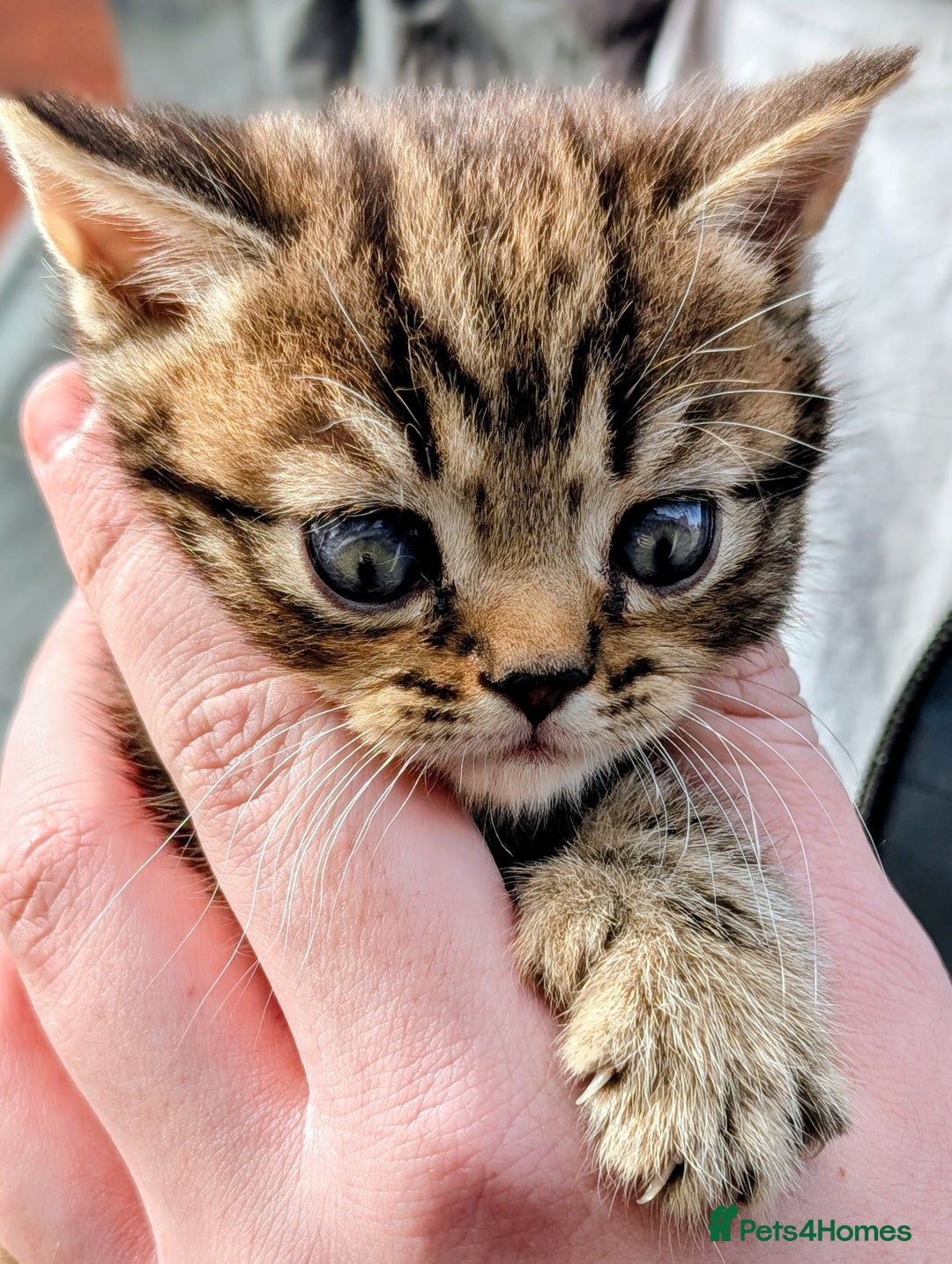 Mixed Breed cats for sale: Two Stunning Tabby Boys, Persian Chinchilla cross - Image 6