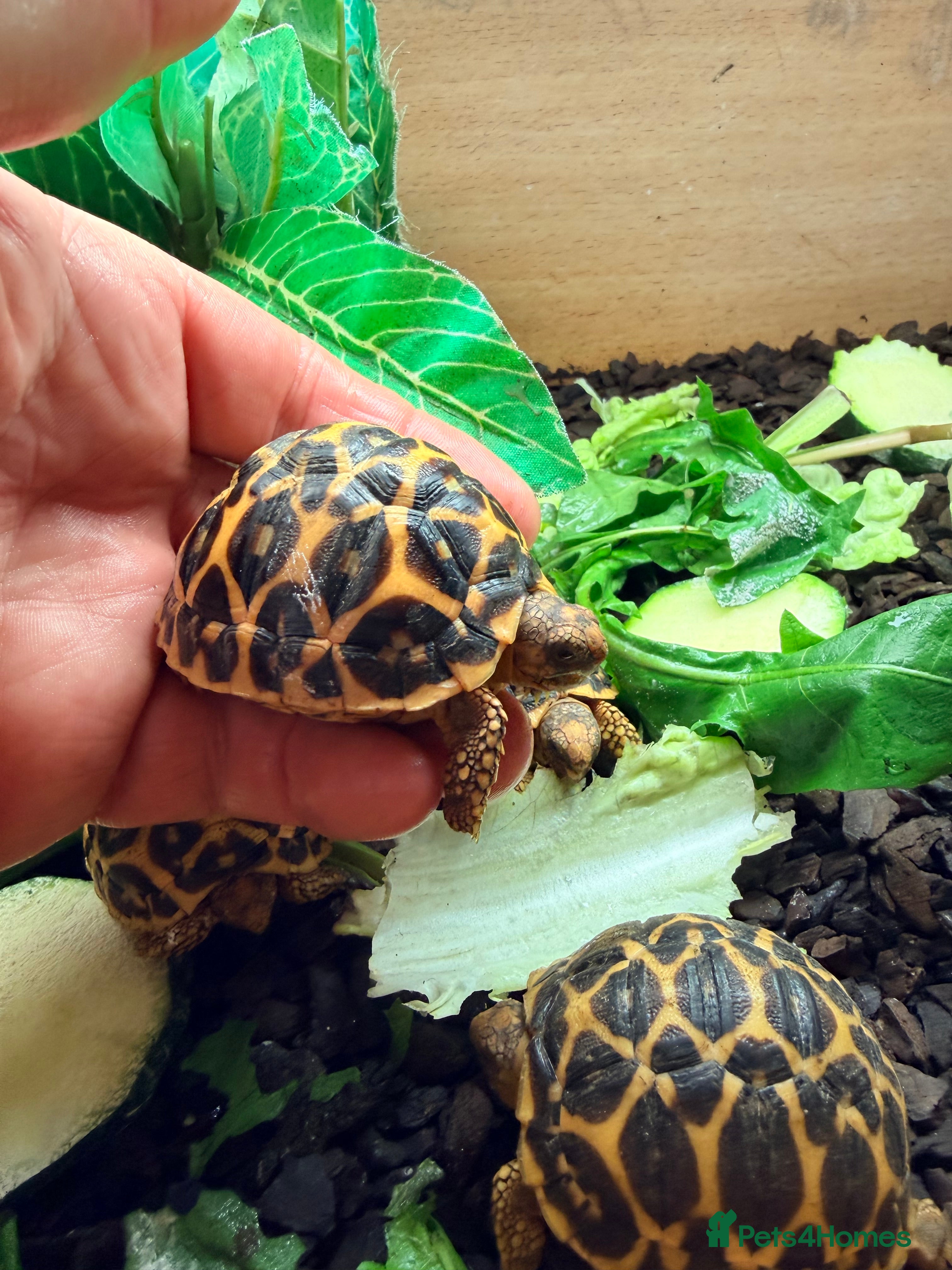 Tortoise reptiles Indian star tortoise  - Advert 1