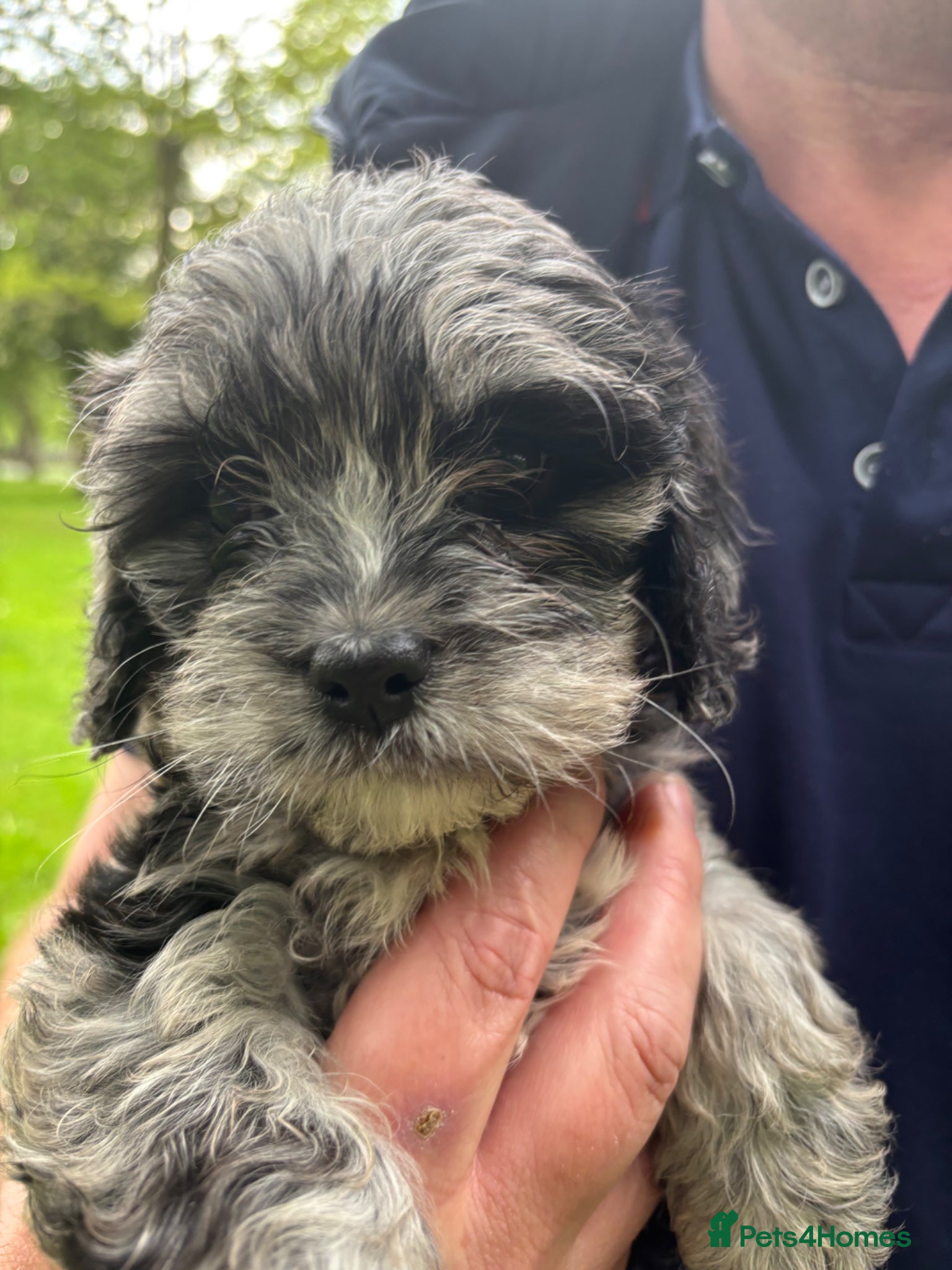 Cavapoo dogs Ready Now, Teddy Bear Cavapoos Rare Blue Merle  - Advert 3