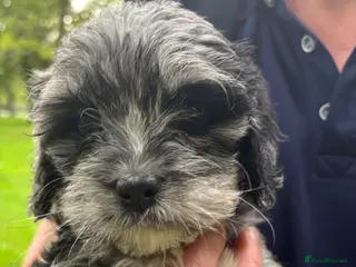 Cavapoo dogs Ready Now, Teddy Bear Cavapoos Rare Blue Merle - Advert 3
