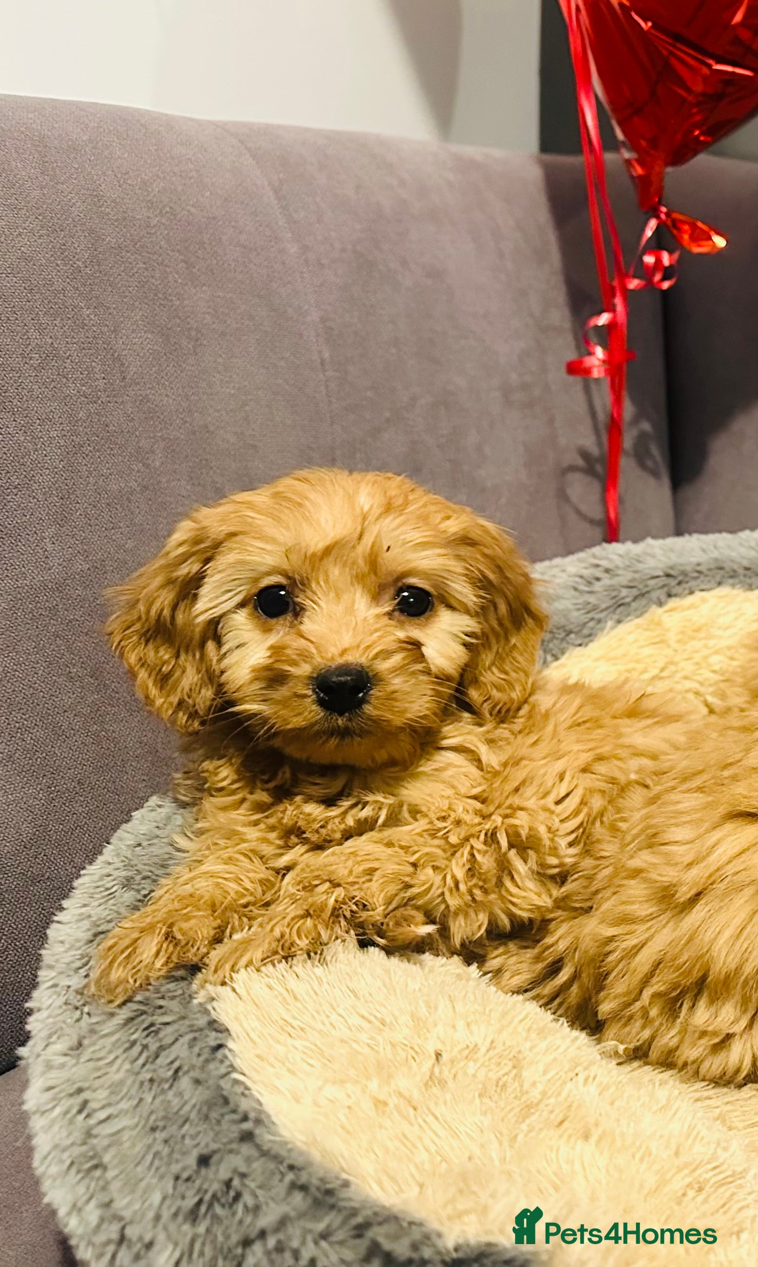 Cavapoo dogs Cavapoo puppies - Advert 1