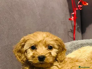 Cavapoo dogs Cavapoo puppies - Advert 5