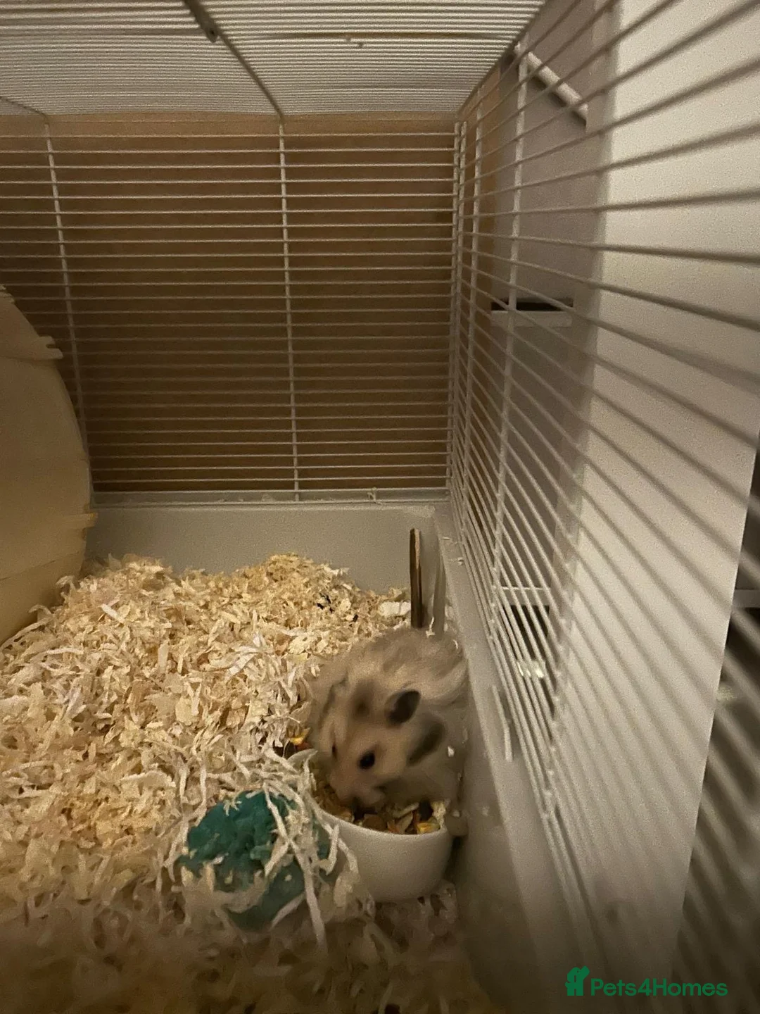 Hamster rodents for sale: Long haired Syrian hamster in Bexleyheath - Advert 3