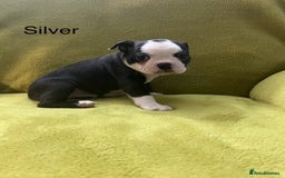 Boston Terrier dogs for sale: Boston terriers for sale - Image 6