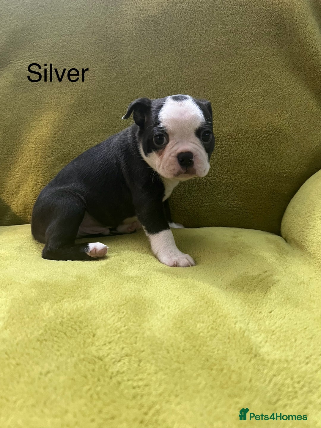 Boston Terrier dogs for sale: Boston terriers for sale - Image 6