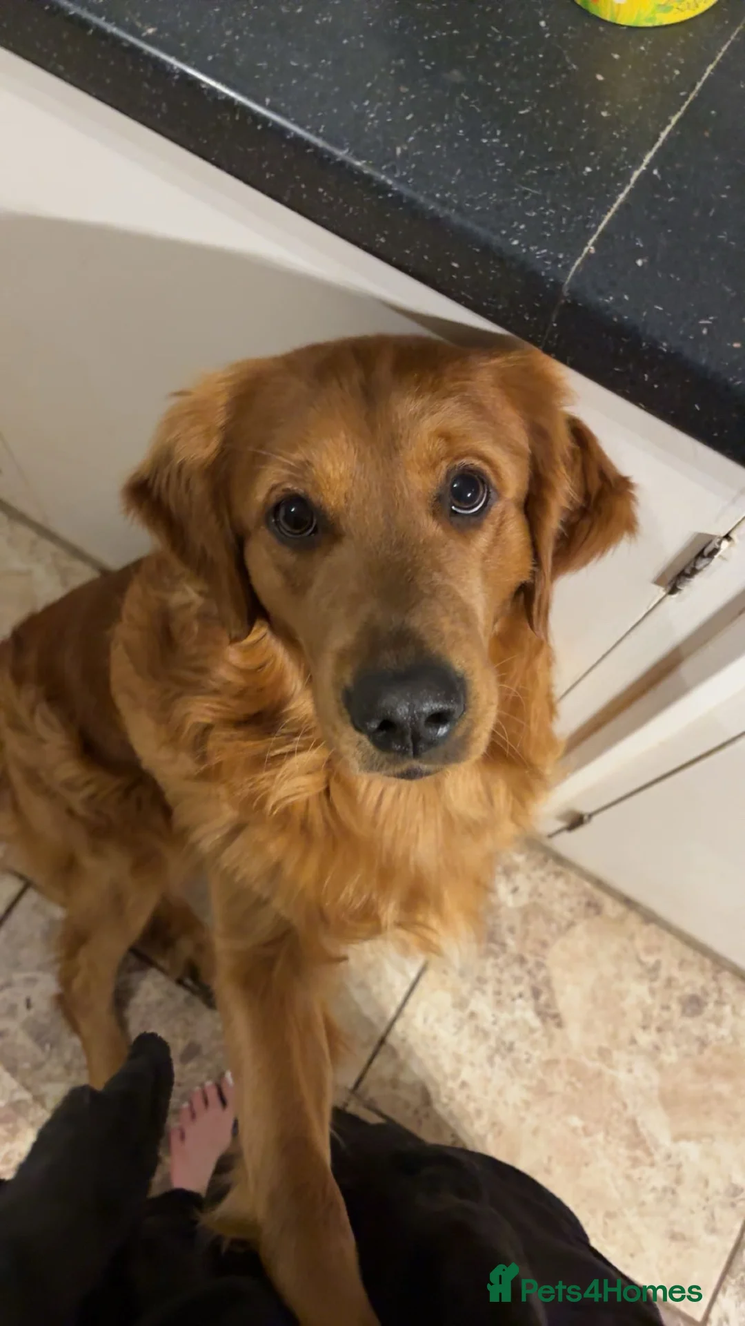 Golden Retriever dogs for sale: Golden retriever puppies  in Newnham - Advert 2