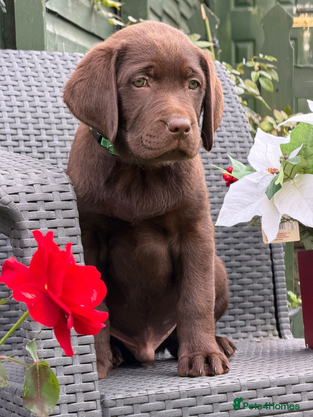 Labrador Retriever dogs for sale: KC CHOCOLATE PEDIGREE LABRADOR GIRL - Advert 11